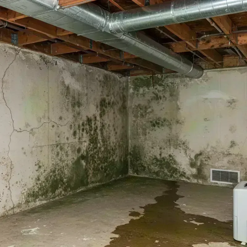 Professional Mold Removal in Imperial, MO